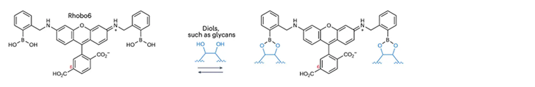Rhobo6 ECM Dye structure