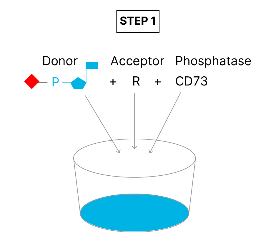 Sialyltransferase Activity Kit Assay Principle fig 1