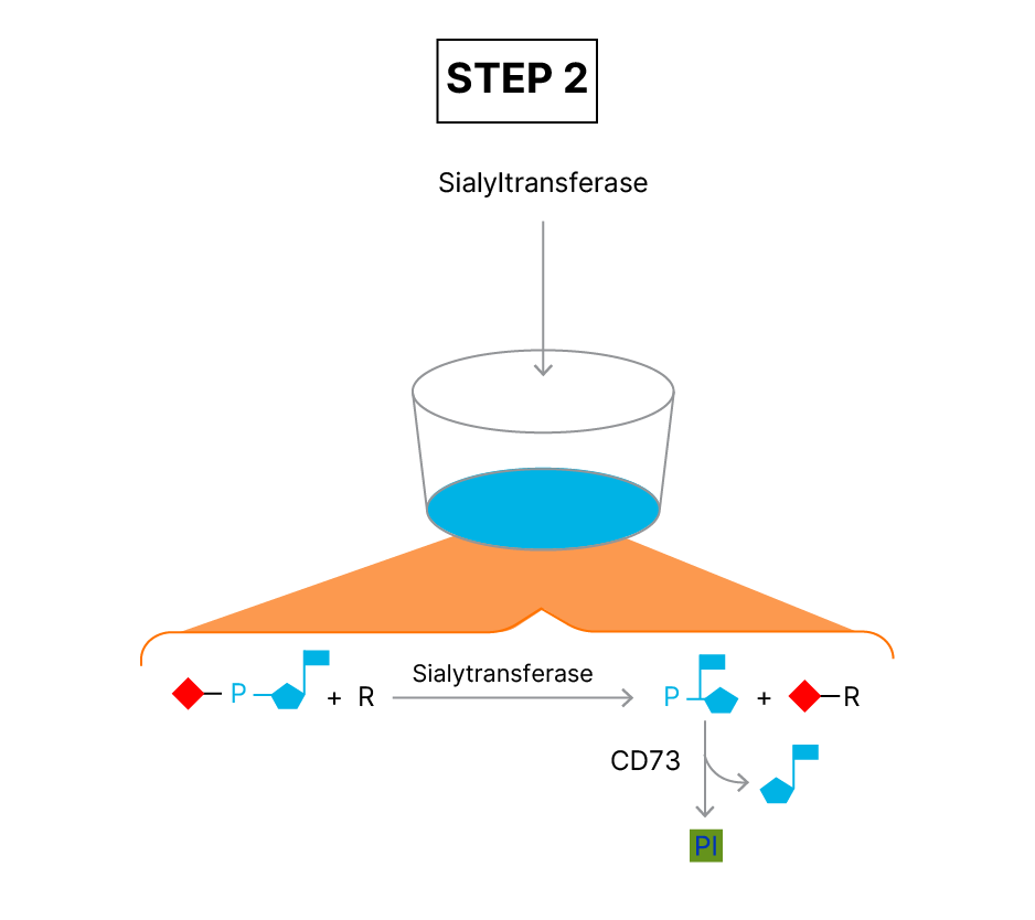 Sialyltransferase Activity Kit Assay Principle fig 2