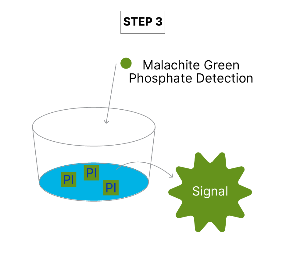 Sialyltransferase Activity Kit Assay Principle fig 3
