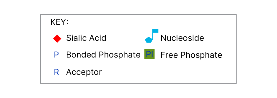 Sialyltransferase Activity Kit Assay Principle key
