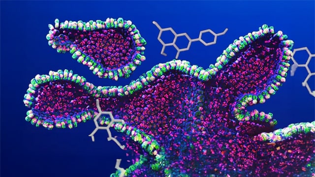 Small Molecules for Organoid Culture Teaser