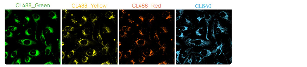 U2OS cells stained with ChromaLIVE™ + ER-LIVE™ Figure 2