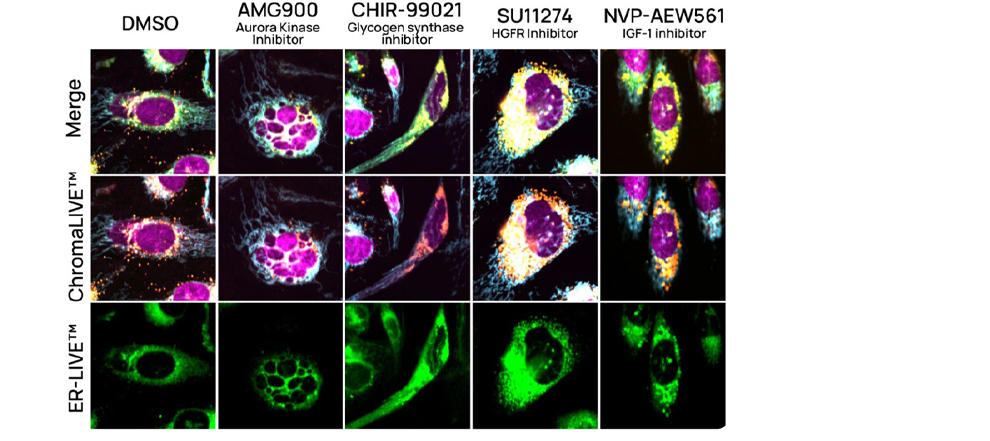 U2OS cells stained with ChromaLIVE™ + ER-LIVE™ Figure 3