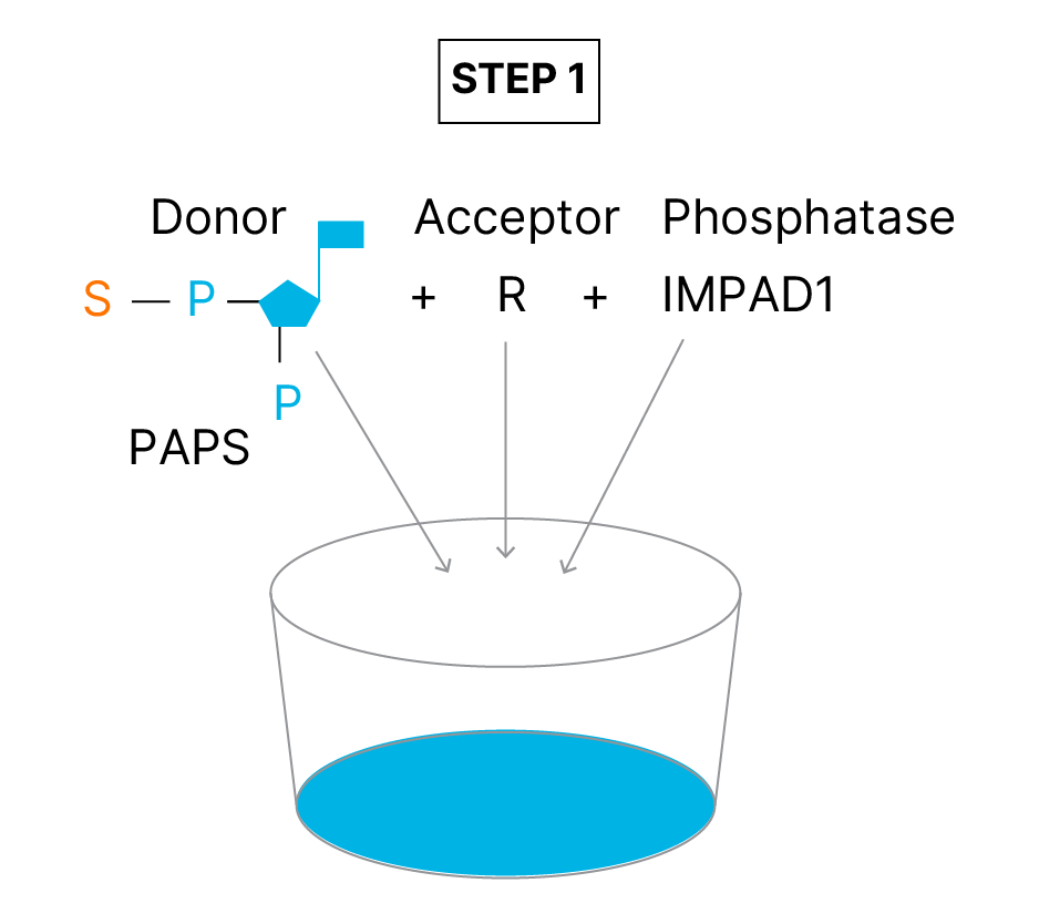 Universal Sulfotransferase Activity Kit Assay Principle fig1