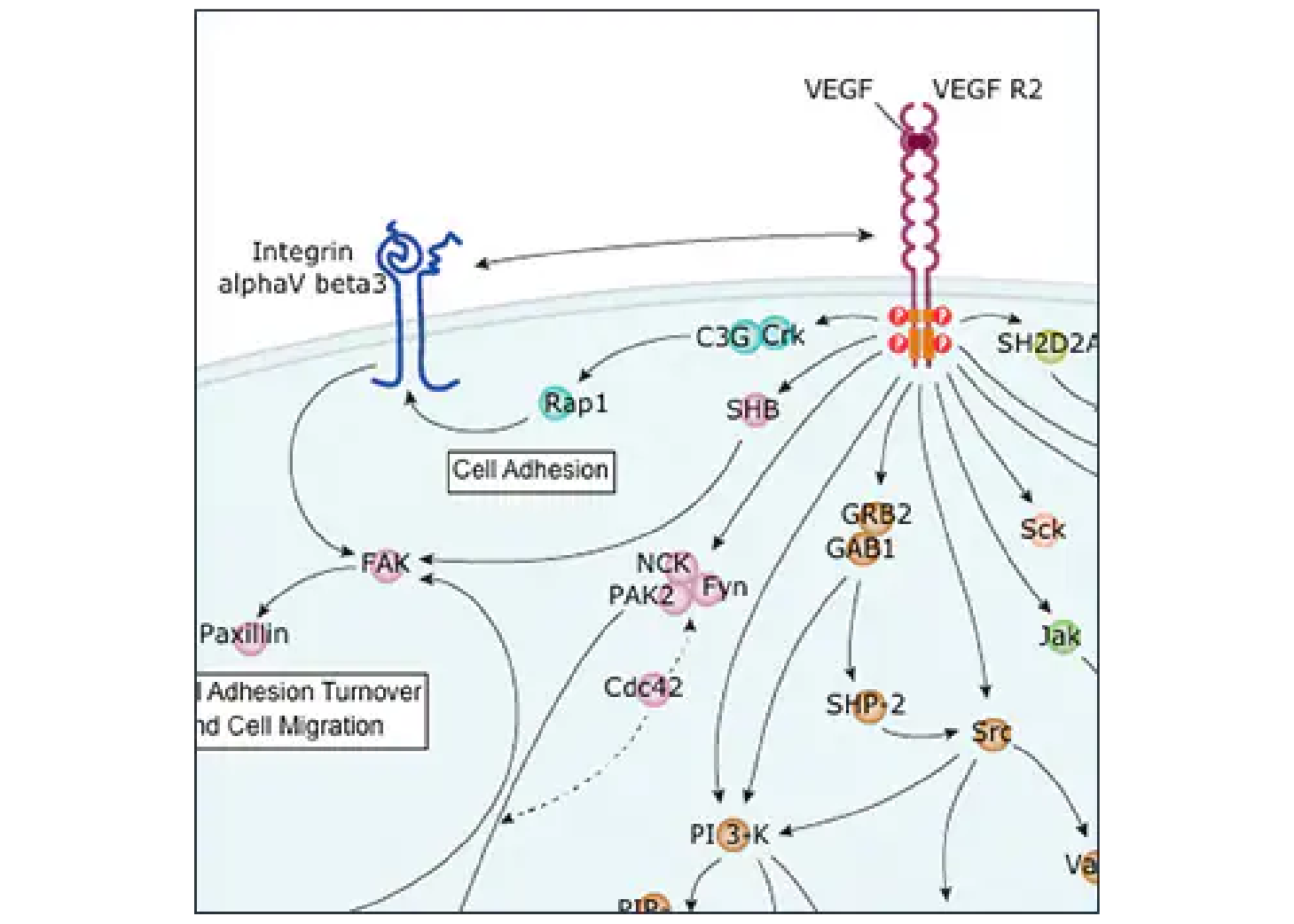 Block Your Angiogenic Factor Antibodies - Updated