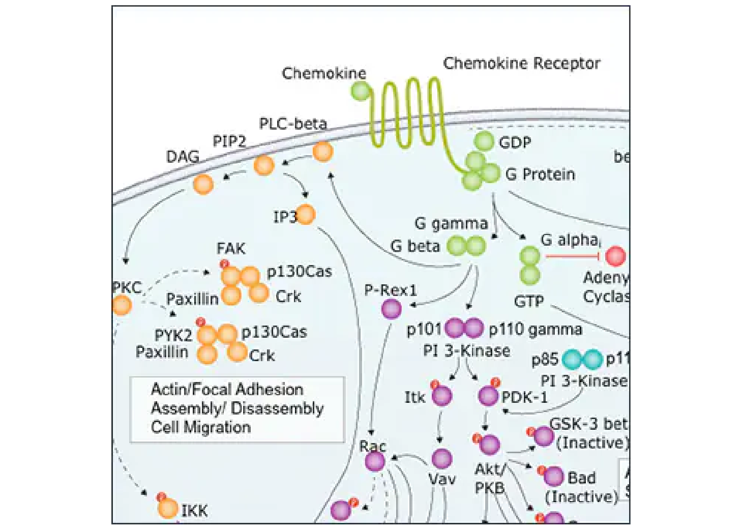 Chemokine pathway image - Updated