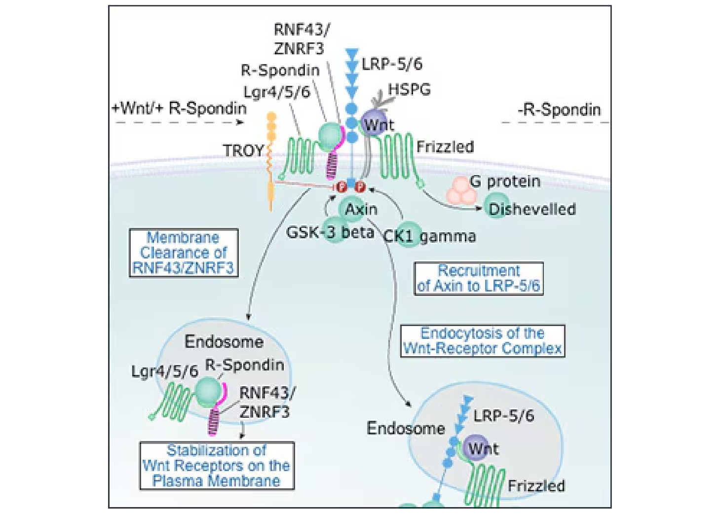 Choose Your Developmental Factor Antibodies - Updated
