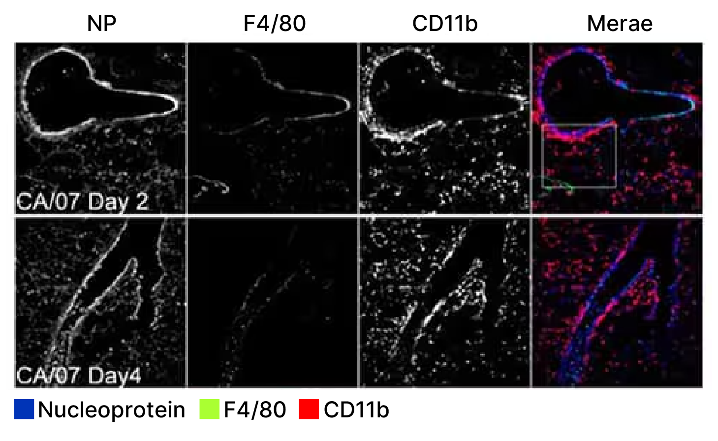 IHC analysis of Influenza A virus nucleoprotein expression in lung tissues post infection.