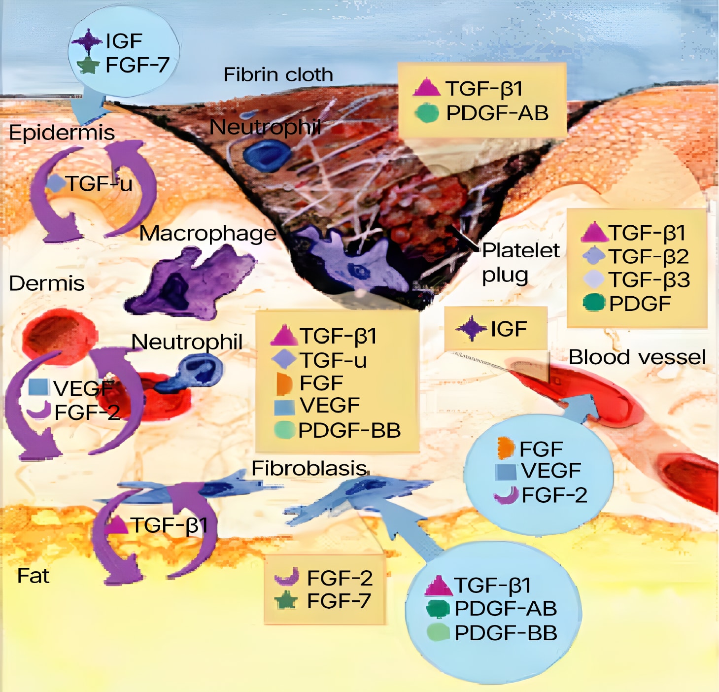 Cytokines in Wound Healing graphic 1