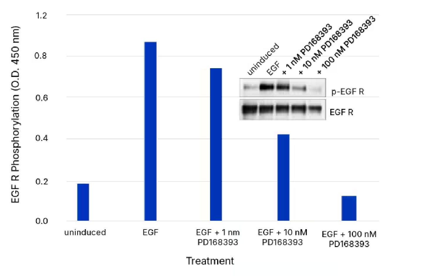 ERK Signal - Fig4