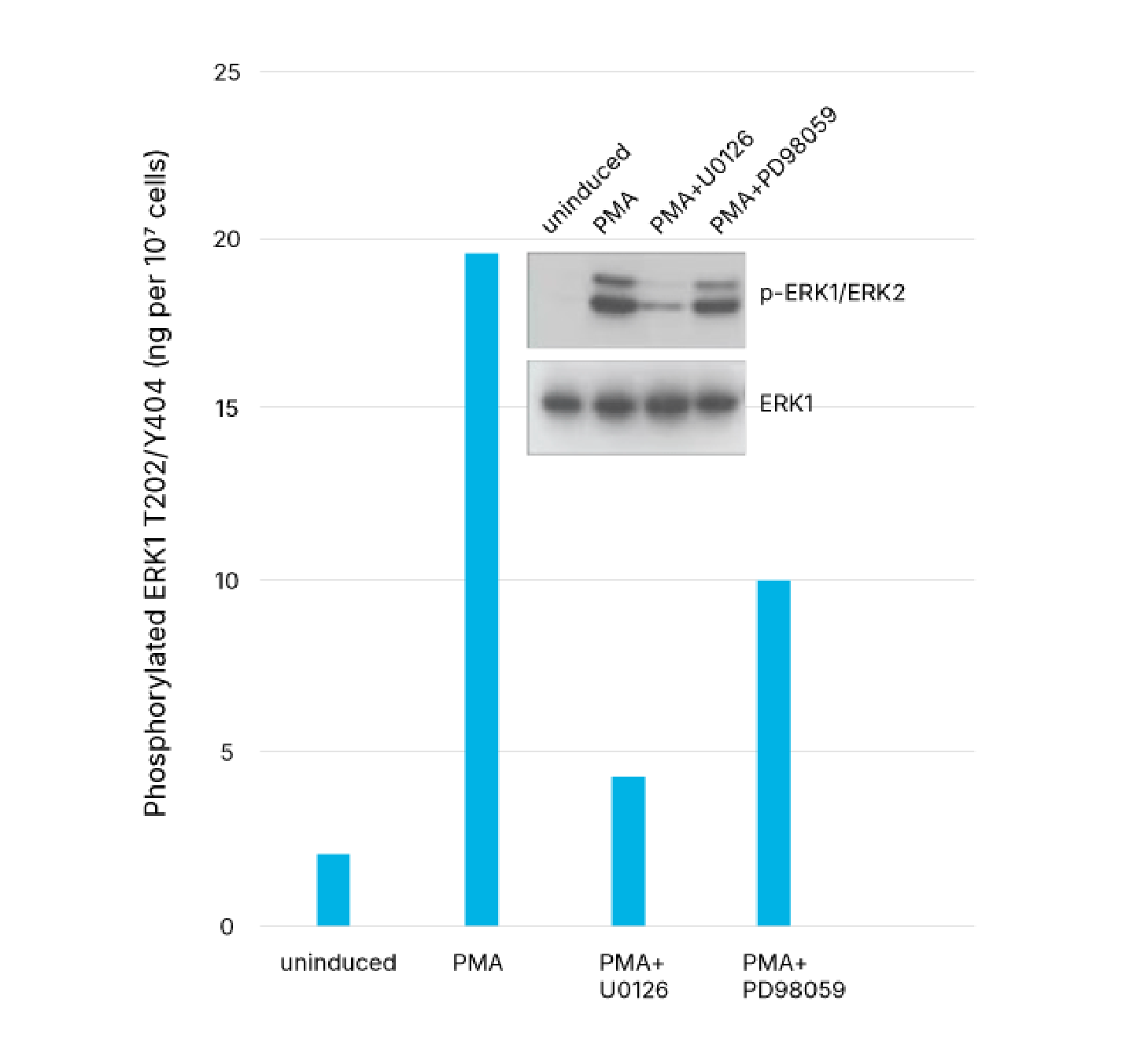ERK Signal - Fig6