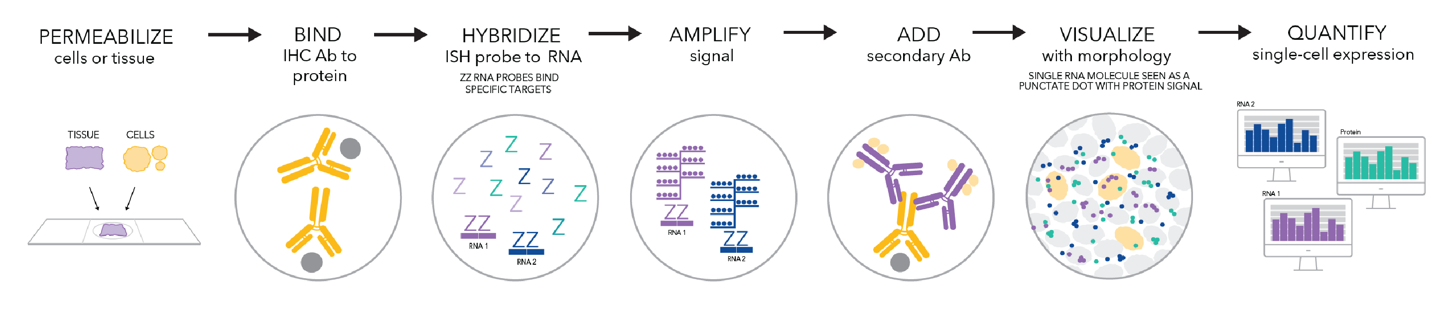 Figure 3. Dual RNAscope ISH/IHC integrated co-detection workflow schematic.