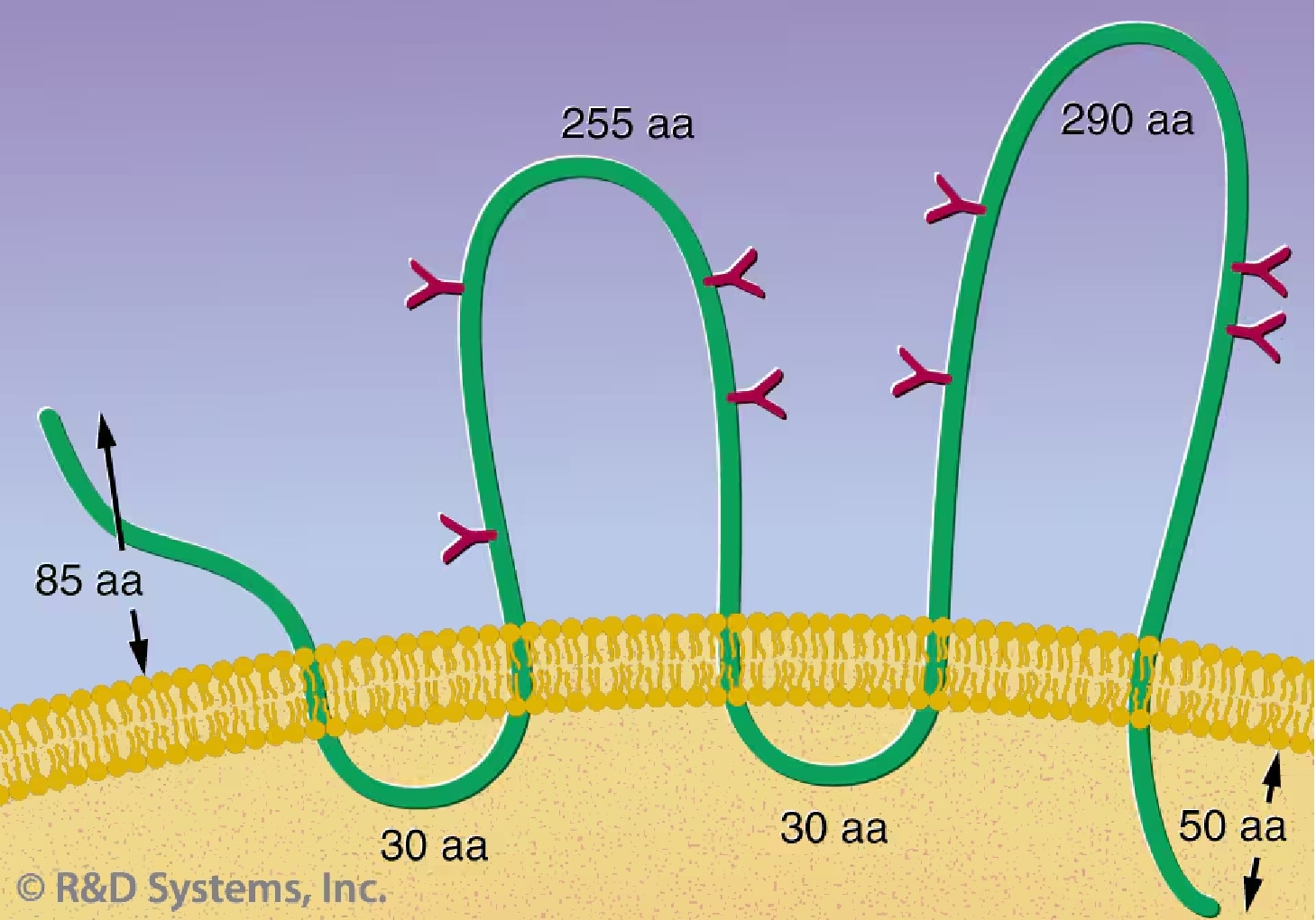 Stem Cell Markers - Fig1