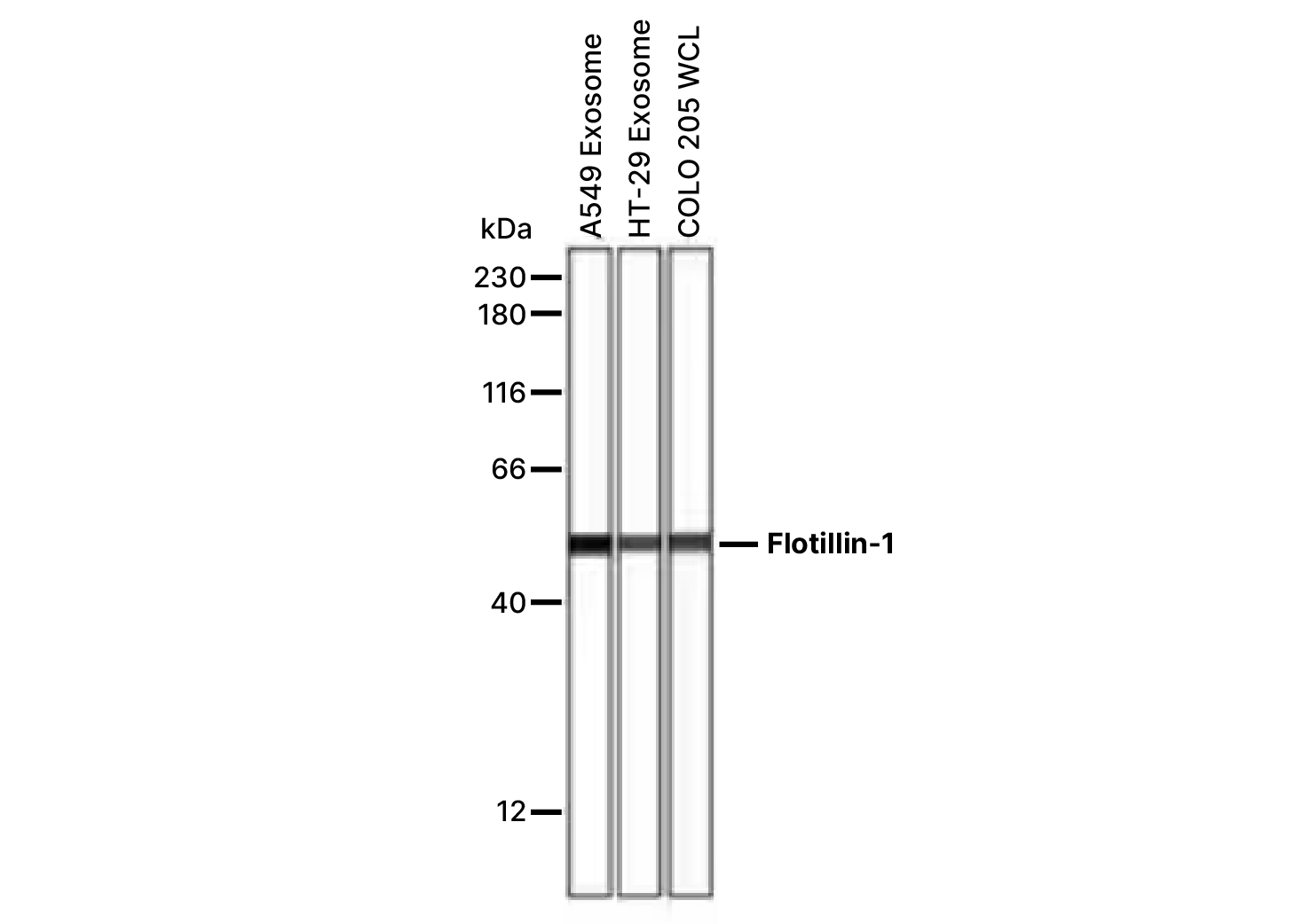 Simple Western analysis of Flotillin-1 expression in exosomes of A549 and HT-29 cells and whole cell lysate of COLO205 cells.