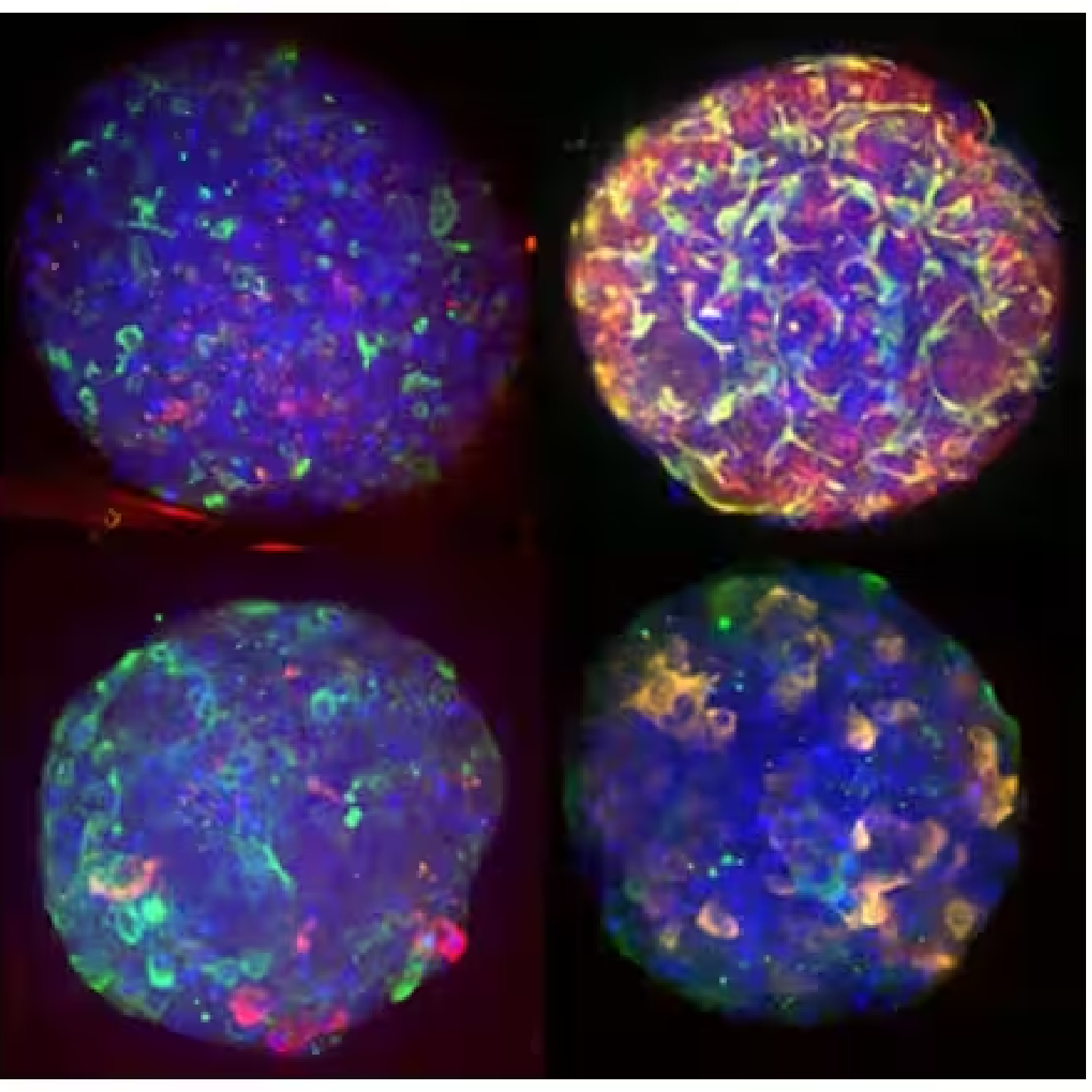 Staining of 3D cultures, organoids, and microtissues using the Tissue Clearing Pro-Organoid Kit.