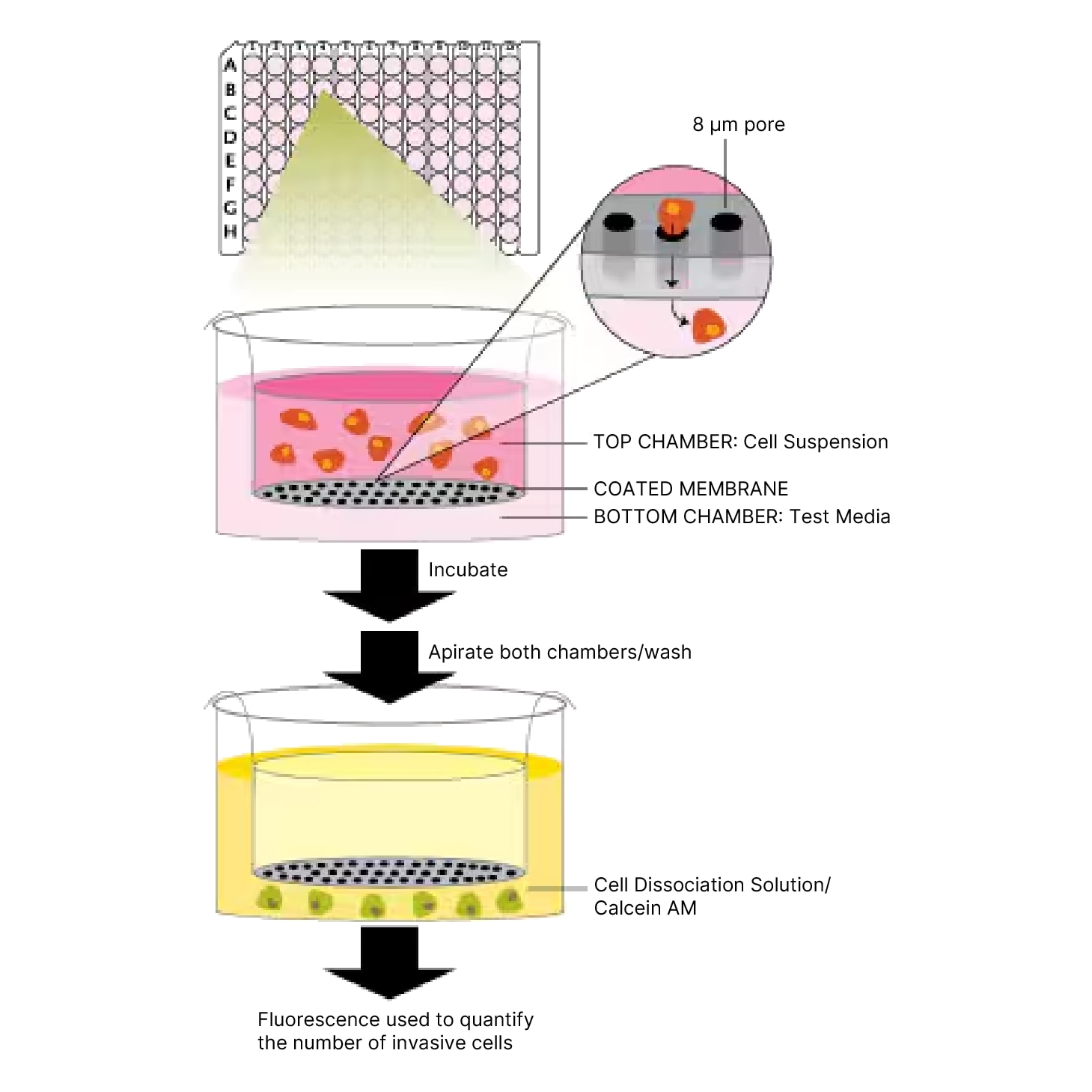 Cell Invasion Assay illustration
