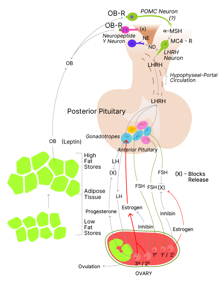 Tools: Leptin Immunoassays