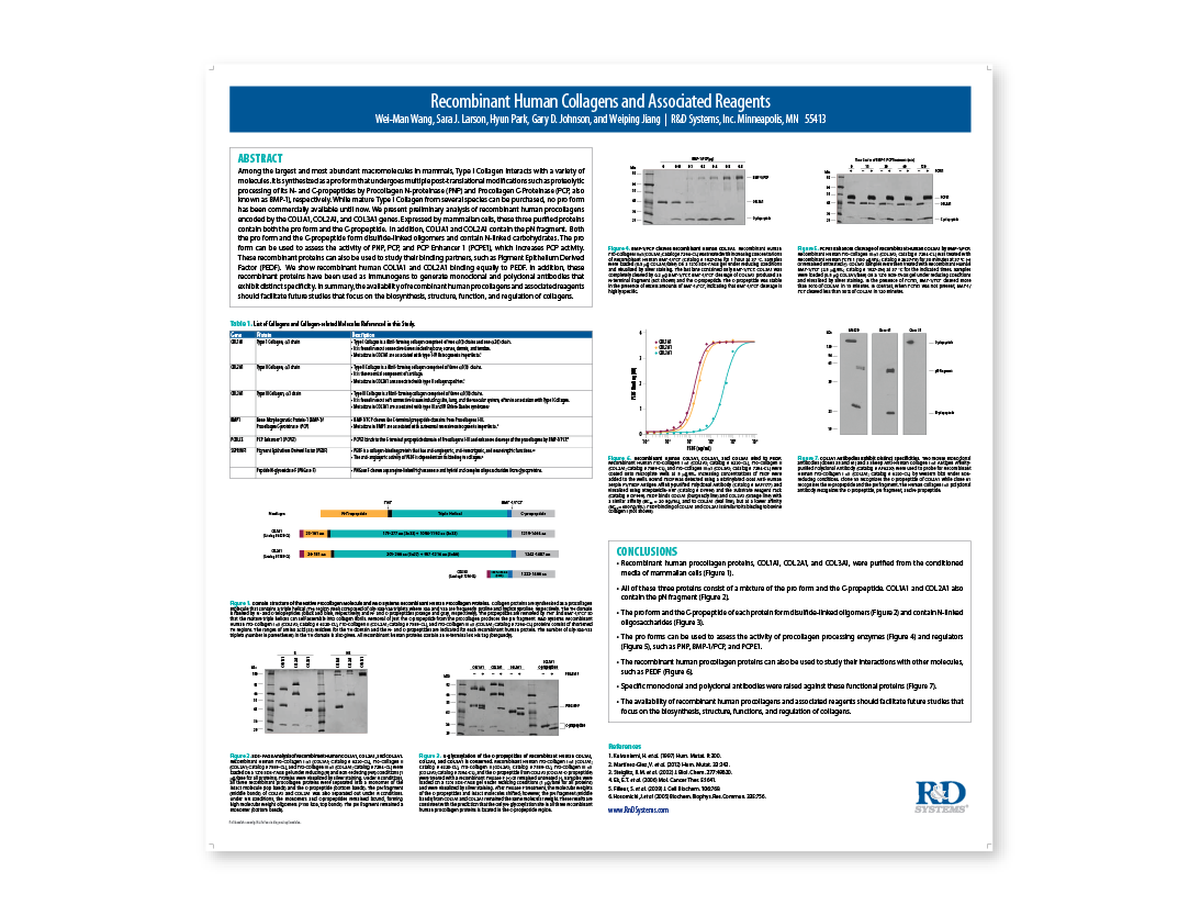 Recombinant Human Collagens and Associated Reagents thumb