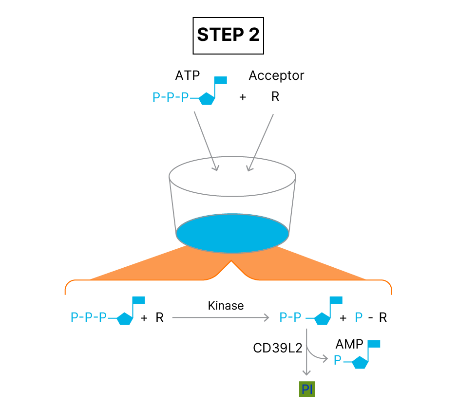 Universal Kinase Activity Kit Assay Principle fig 2