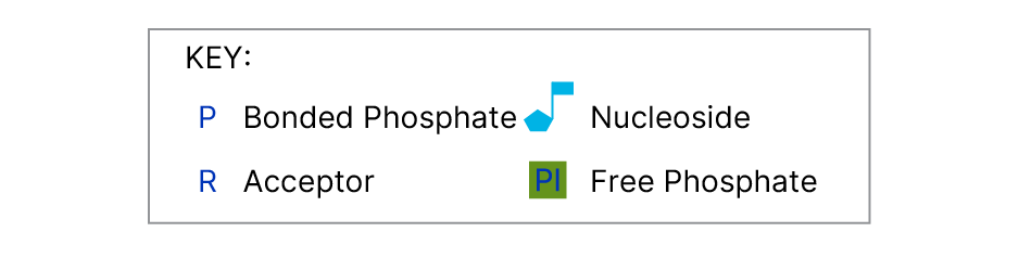 Universal Kinase Activity Kit Assay Principle key