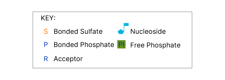 Universal Sulfotransferase Activity Kit Assay Principle key
