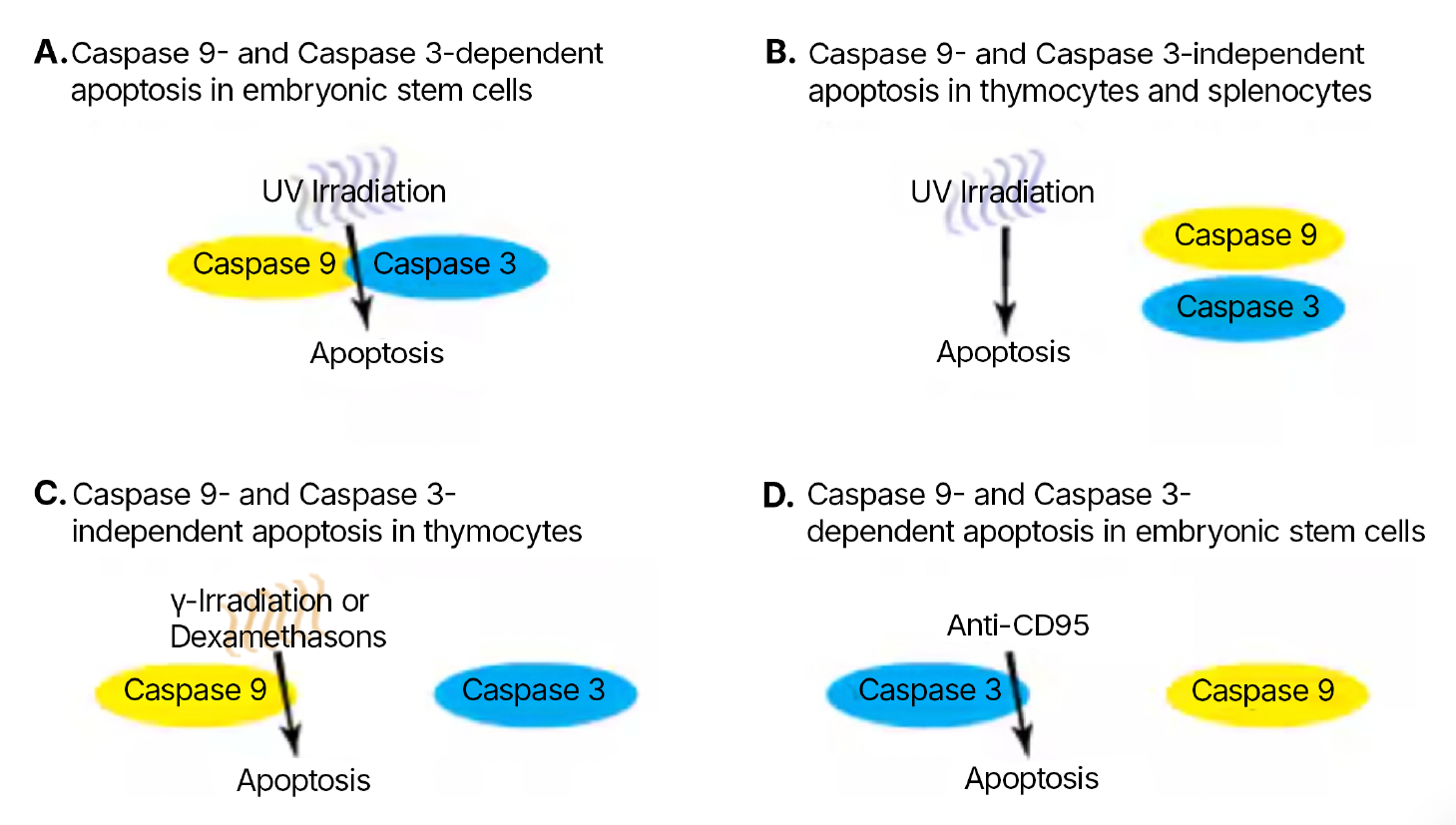 Apoptosis: Caspase Pathways graphic
