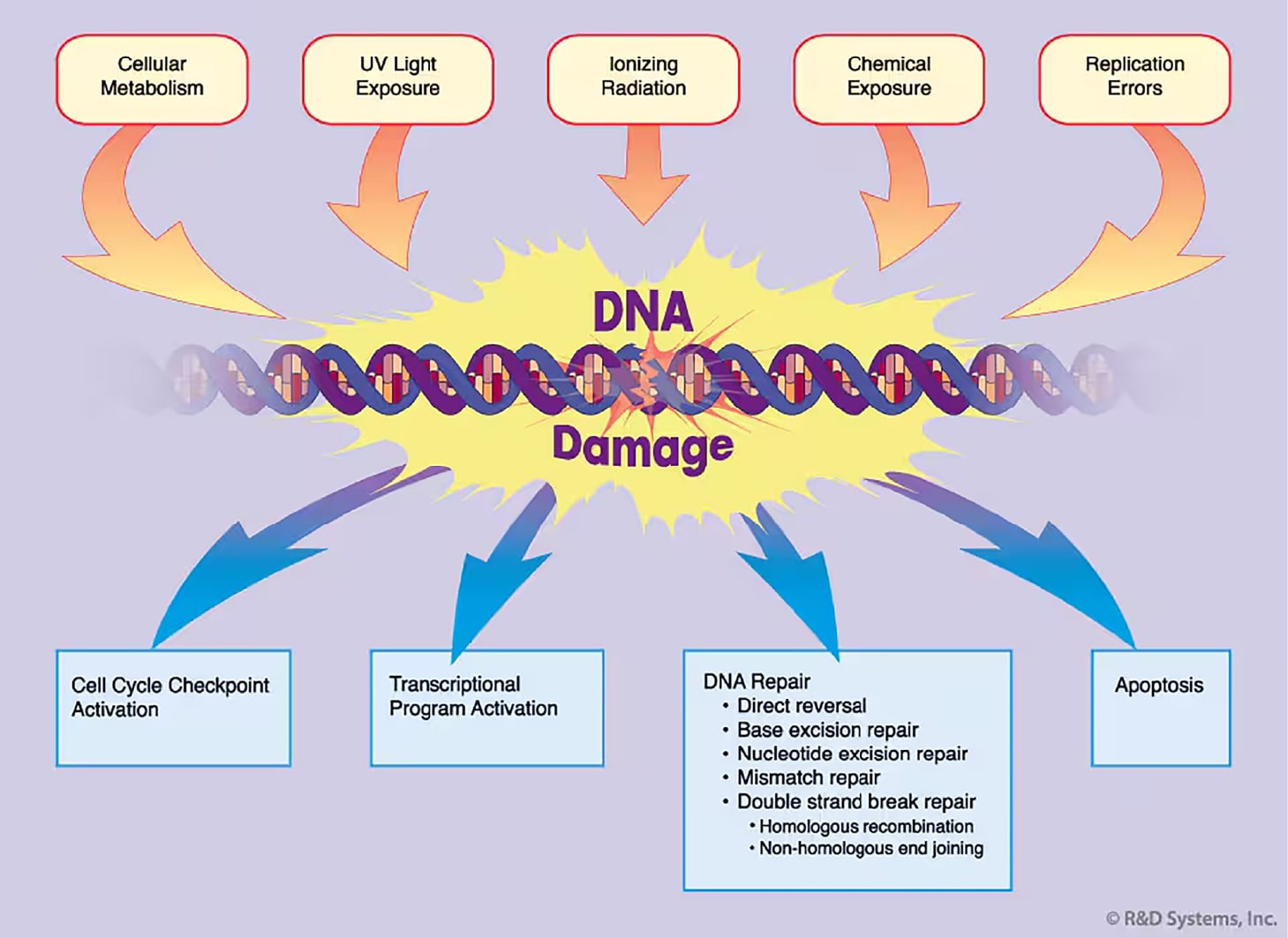 DNA Damage Response - Fig1