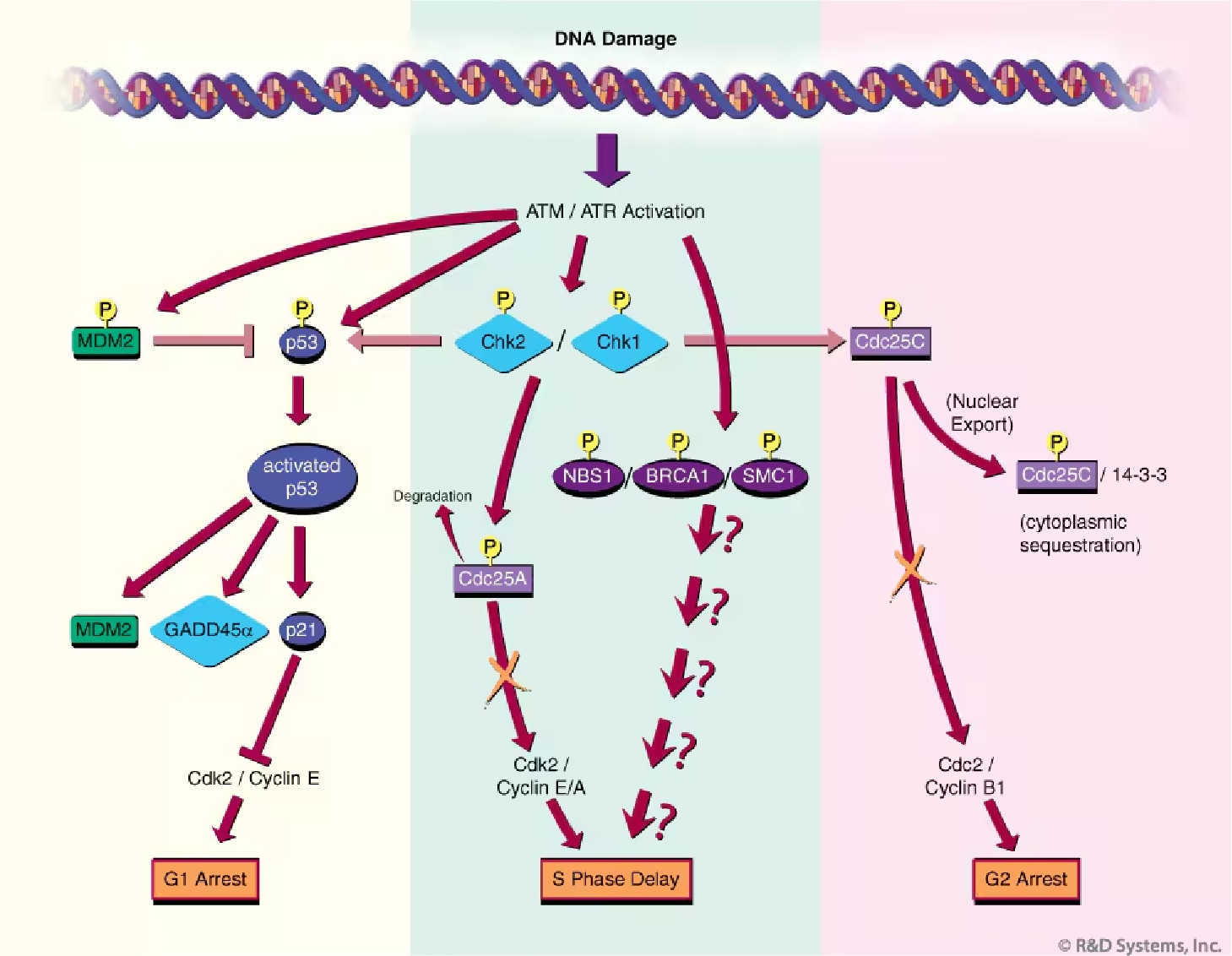DNA Damage Response - Fig2