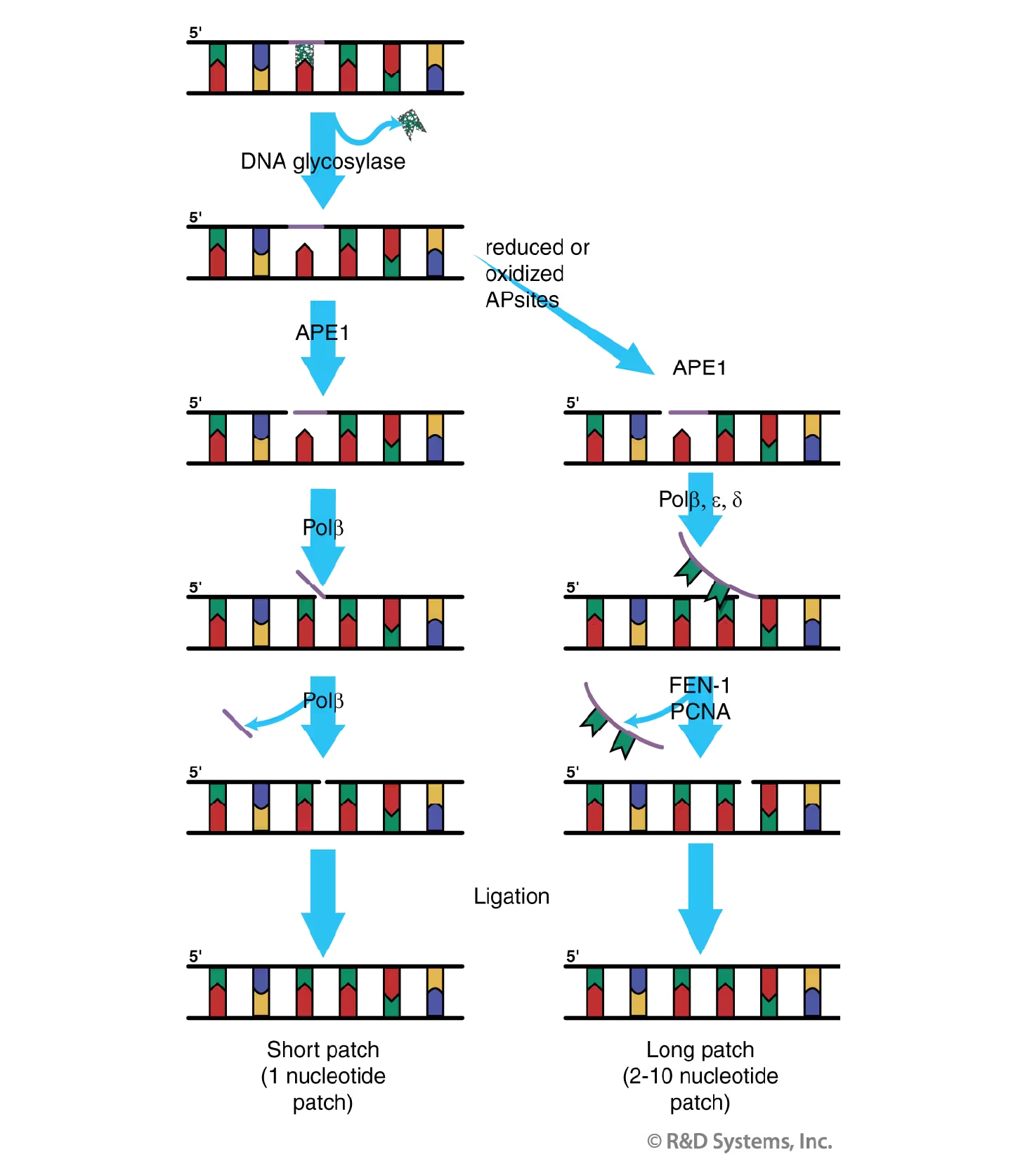 DNA Damage Response - Fig3