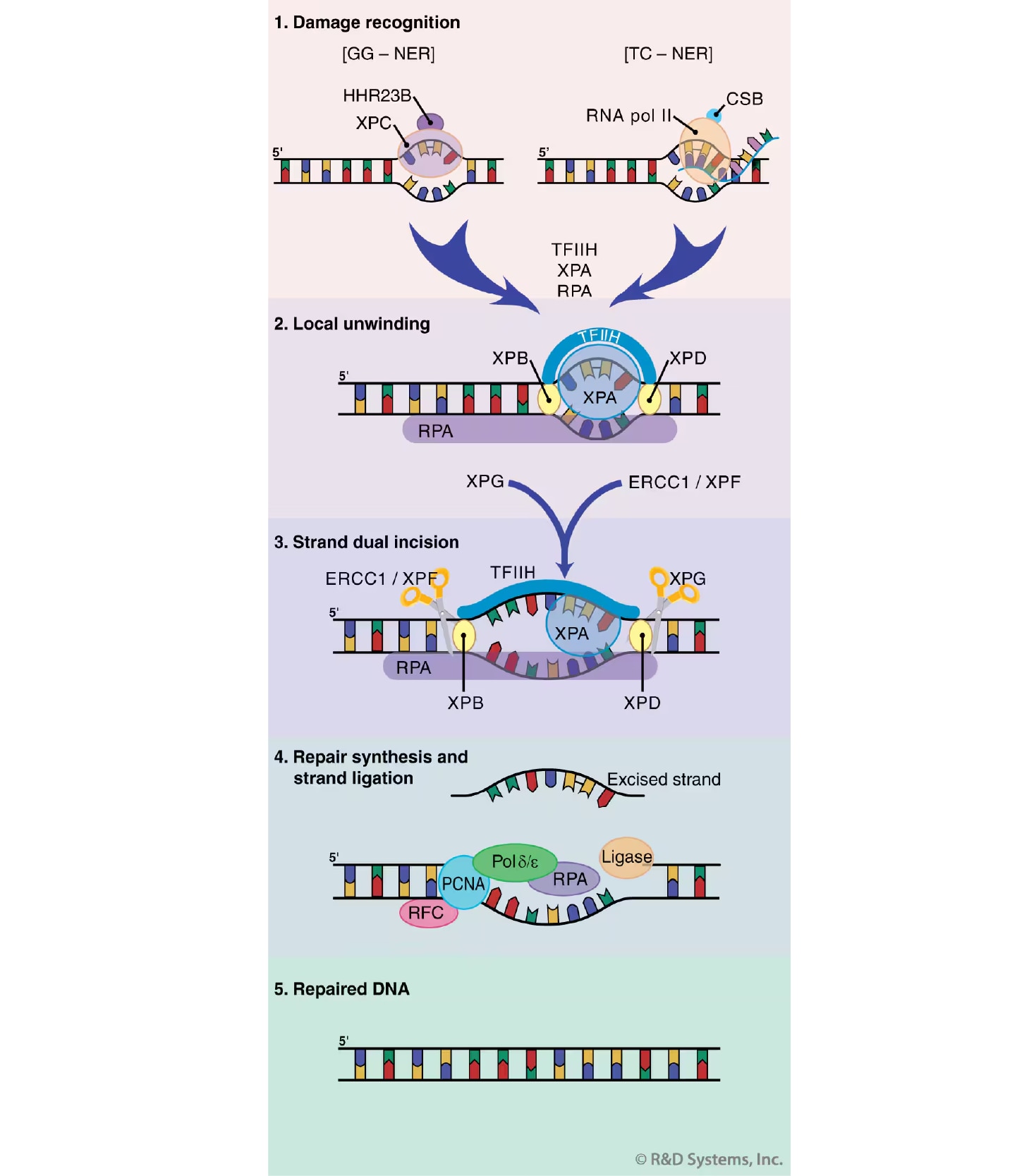 DNA Damage Response - Fig4