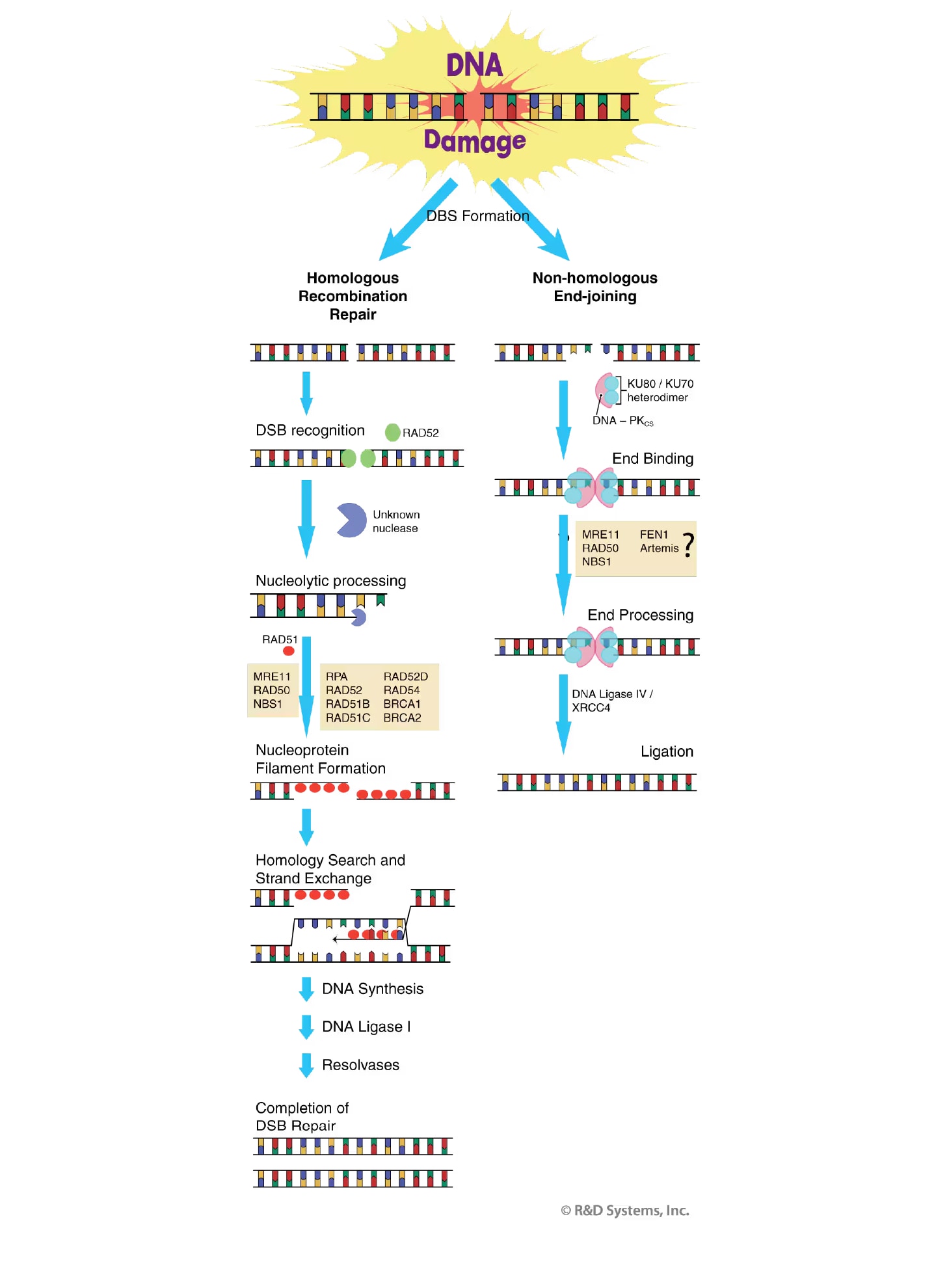 DNA Damage Response - Fig5