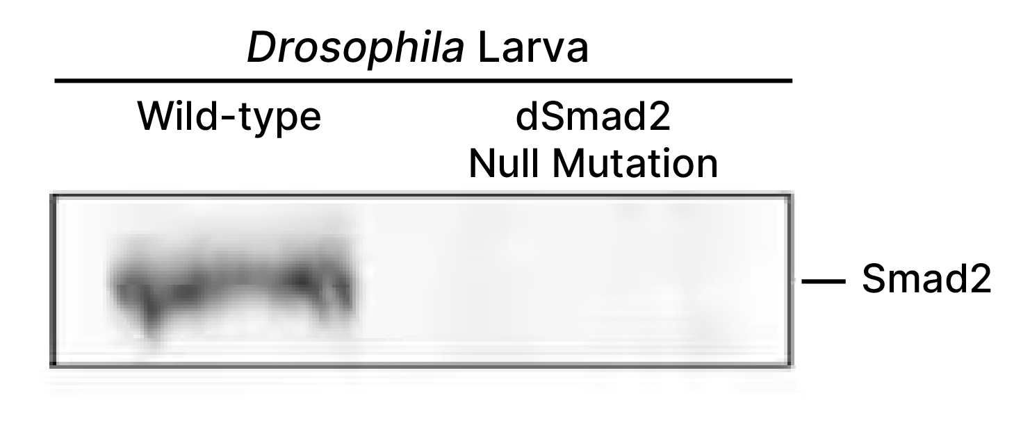 Detection of Drosophila Smad2 by Western Blot. 