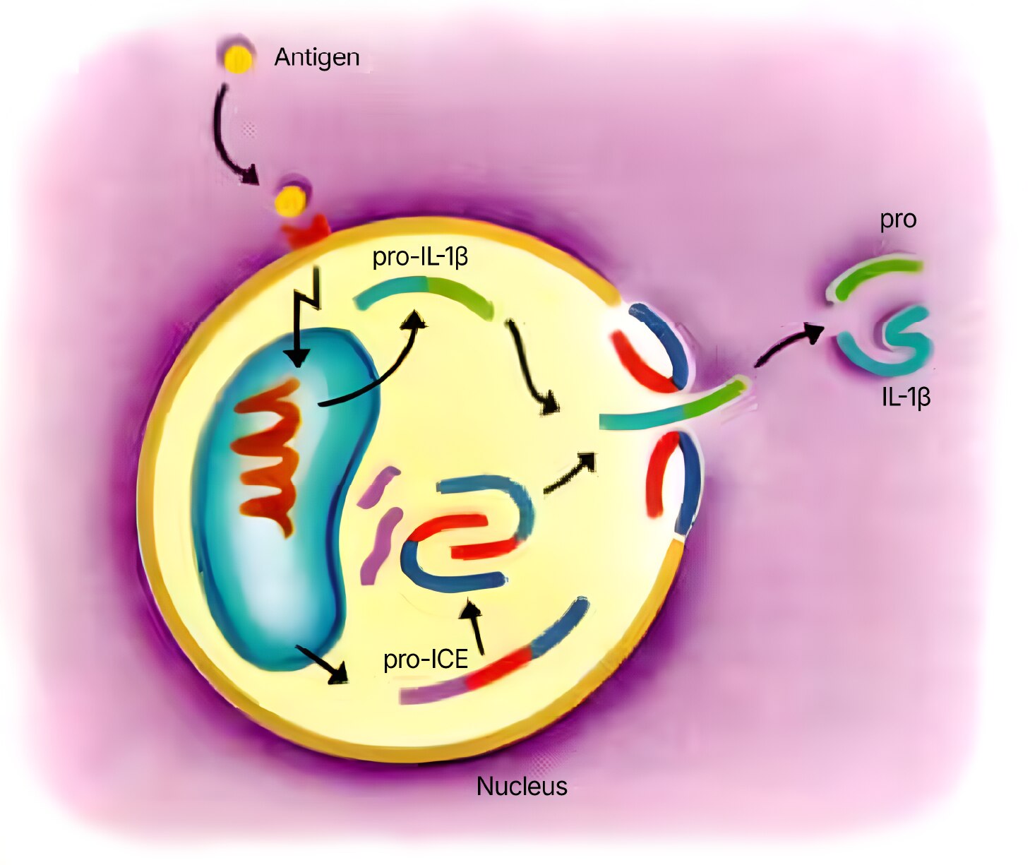 Interleukin 1 graphic