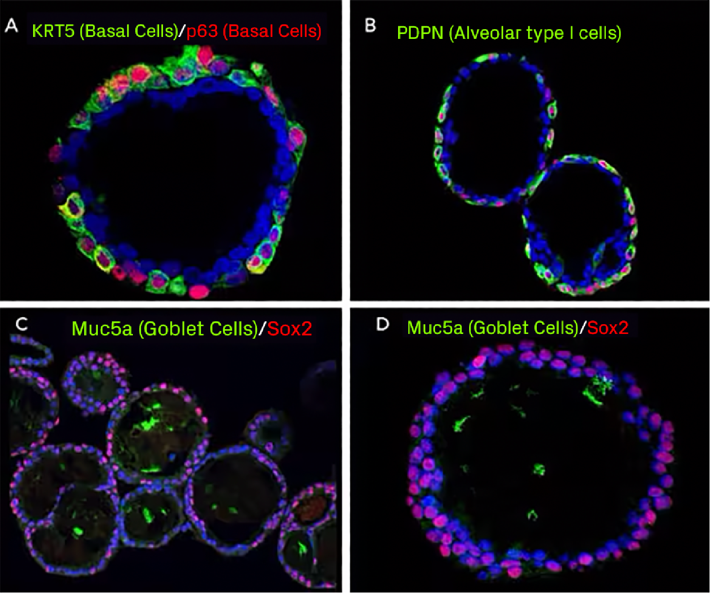 Spheroids vs. Organoids Figure