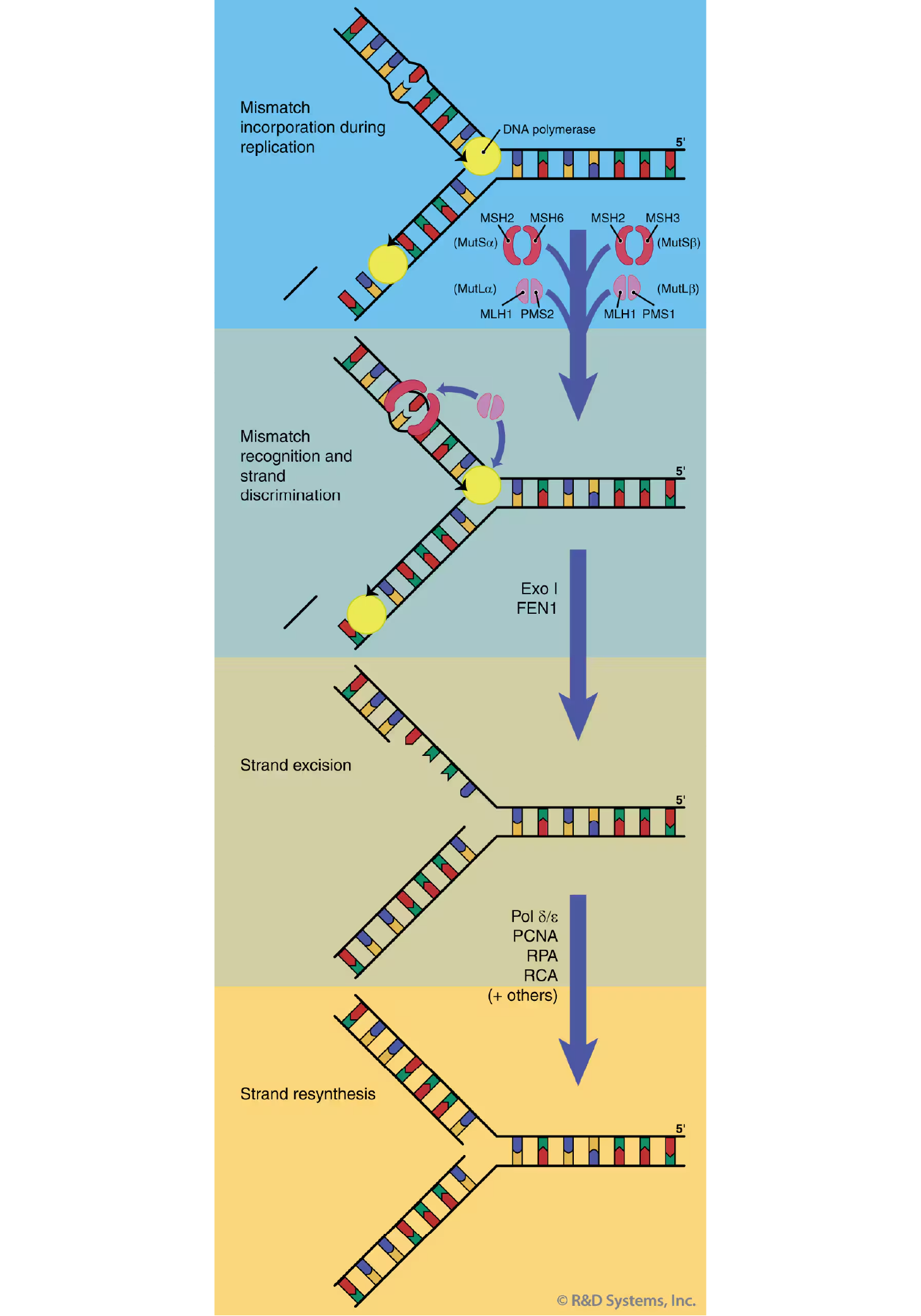 DNA Damage Response - Fig5 (updated)