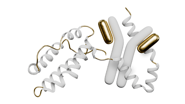 Representative Y-shaped structure of an antibody next to a protein ribbon structure
