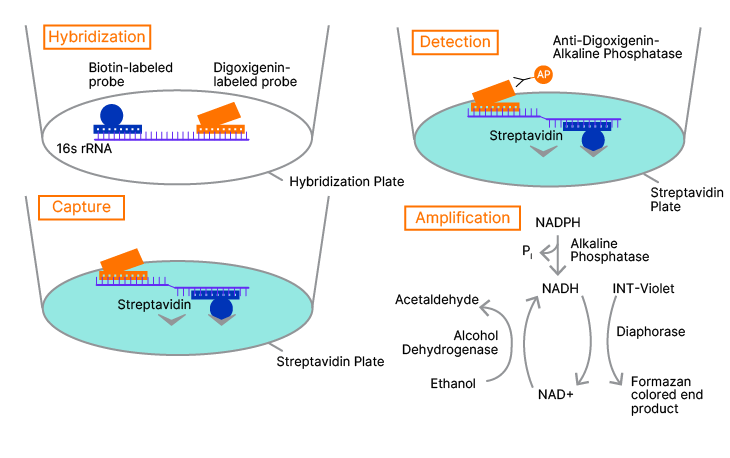 MycoProbe Assay Principle