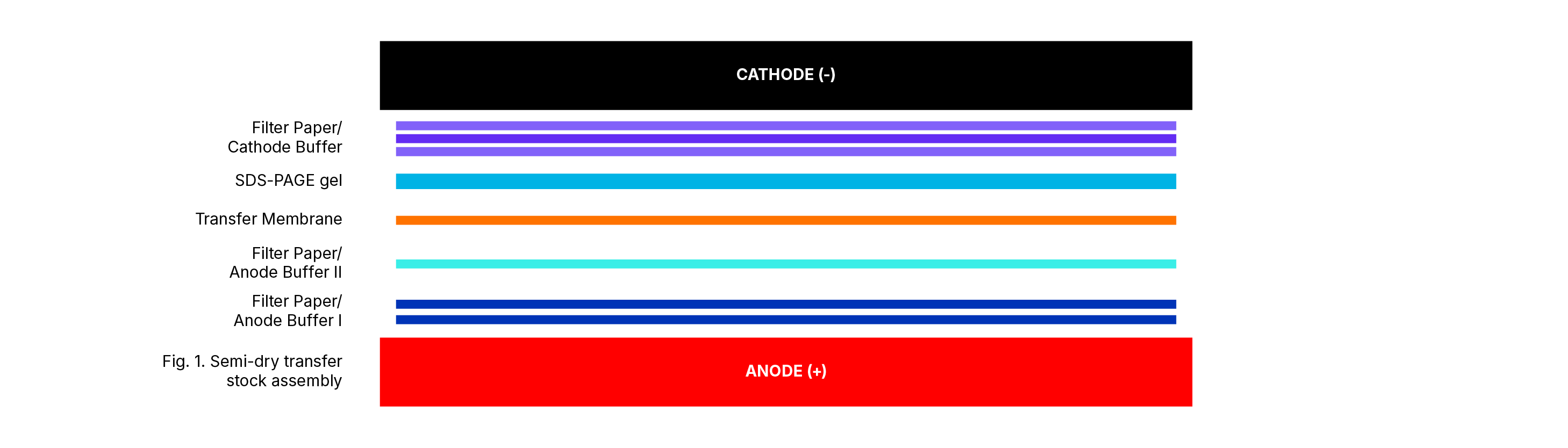 Western Blot Protocols - Transfer of Protein