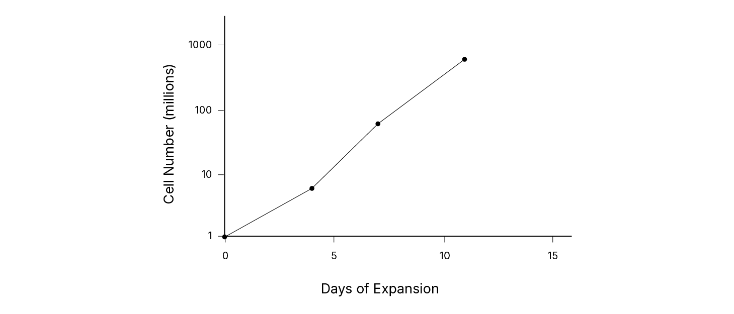 Figure 2: Expansion of rat cortical stem cells using the monolayer system.