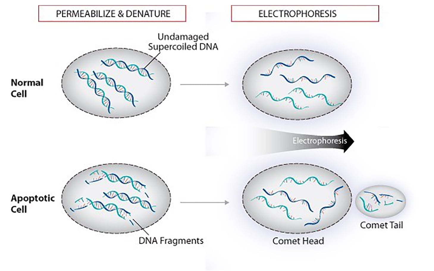 DNA Damage Image - New