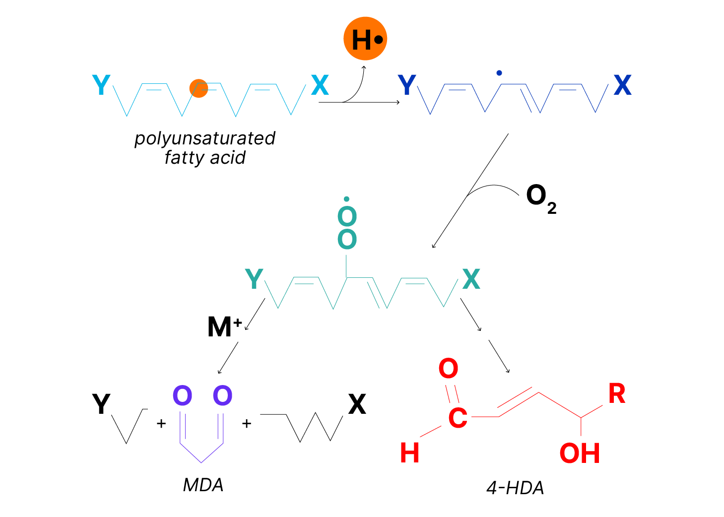 Free Radicals and Oxidative Stress: R&D Systems