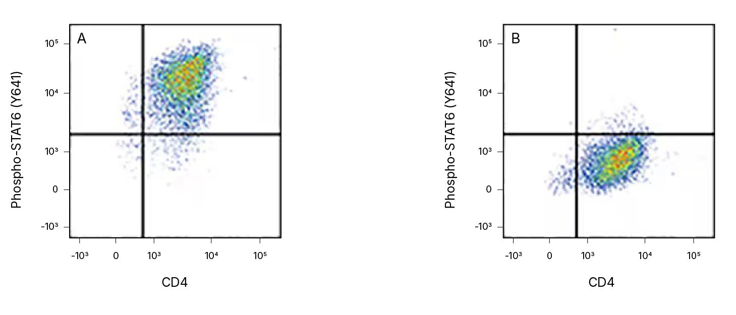 Detection of STAT6 in Human peripheral blood mononuclear cells (PBMCs) by Flow Cytometry