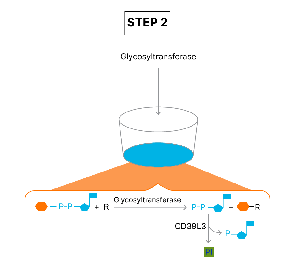Glycosyltransferase Activity Kit Assay Principle fig 2