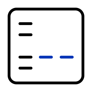 Western Blot Icon