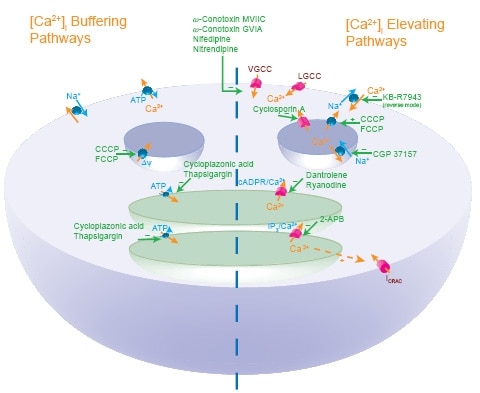 The Major Cellular Ca2+ Transport Pathways