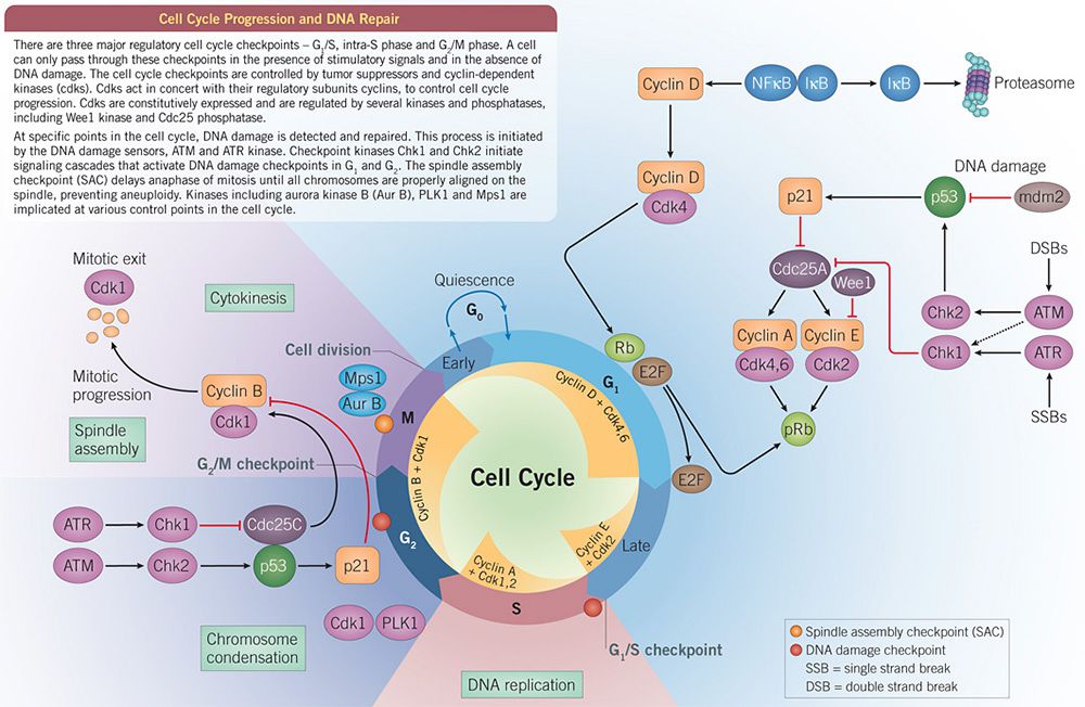 Cell Cycle infographic