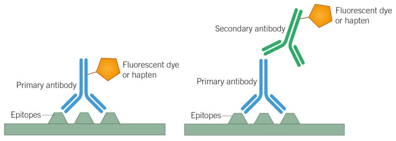 IHC/ICC Direct vs Indirect labeling method graphic