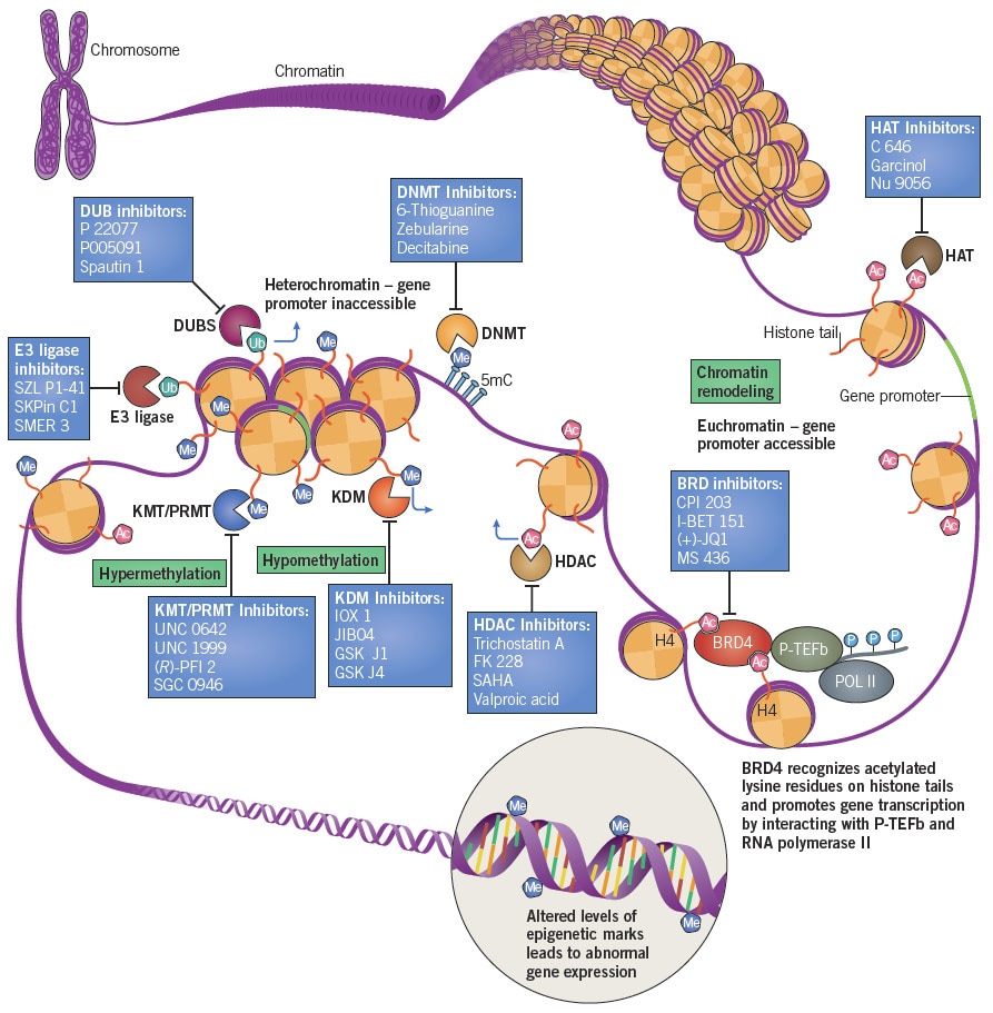Graphic of key Epigenetic Targets in Cancer
