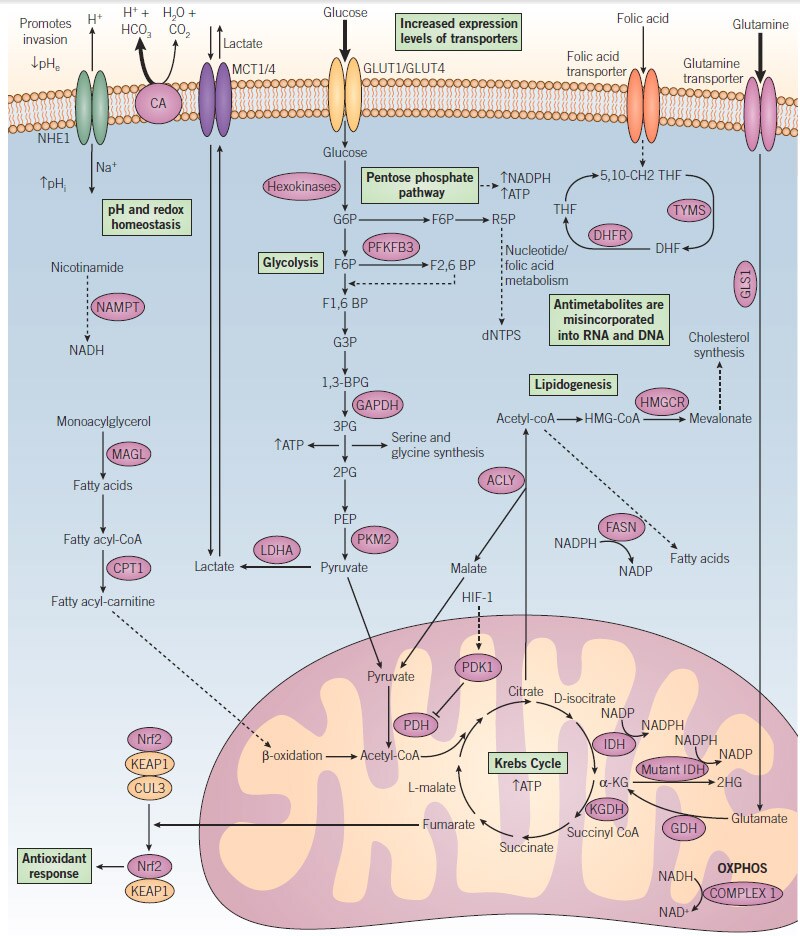 Cancer Metabolism signaling pathway with small molecule targets
